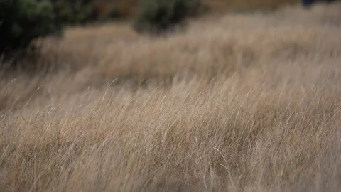 Grass flapping on the wind;  4K video Stock Footage 125161376