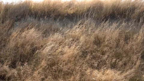 Grass flapping on the wind;  4K video Video stock 125161388