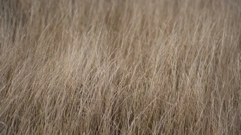Grass flapping on the wind;  4K video Stock Footage 125161409