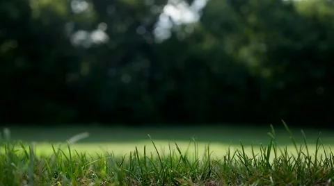 Grass flickering in the breeze Stock Footage 53810399