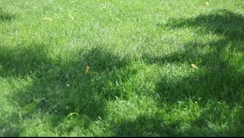 Grass floating II Stock Footage 7739498