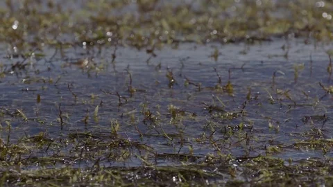 Grass floating on the river surface Stock-Footage 77809702