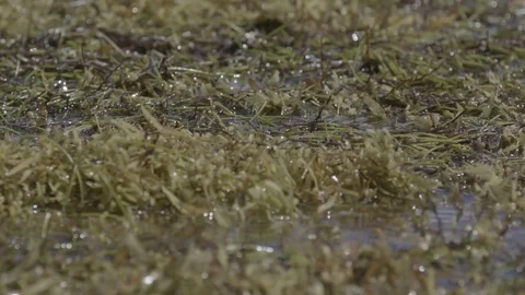 Grass floating on the river surface Stock Footage 77809725