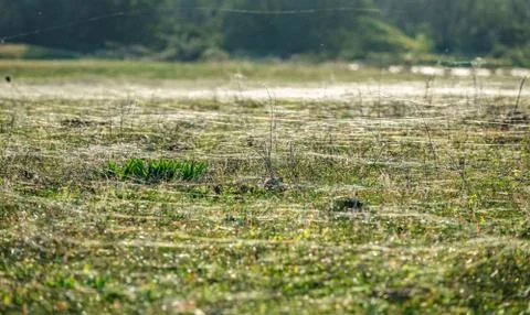 Grass with floating white threads and blurred background Stock Photos