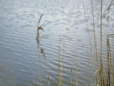 Grass floating in wind, against background of waves of pond. 库存影片 75273588