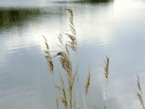Grass floating in wind, against background of waves of pond. Vidéo 75276300