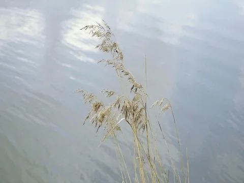 Grass floating in wind, against background of waves of pond. Stock Footage 75888175