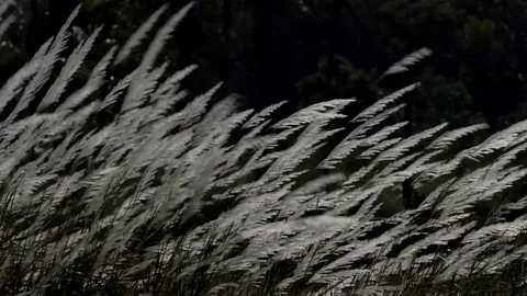 Grass floating in the wind. Stock-Footage 83036876