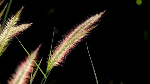 Grass floating in the wind. Stock-Footage 83942619
