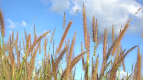 Grass floweer motion by windy on blue sky and white cloud background Stock Footage 143853476