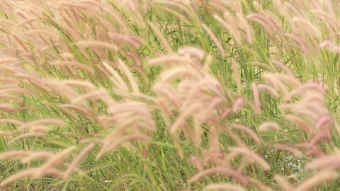 Grass Flower 5 Stock Footage 117978859