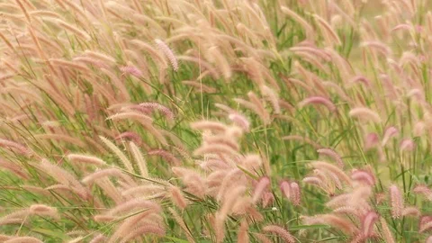 Grass Flower 6 Stock Footage 117978513
