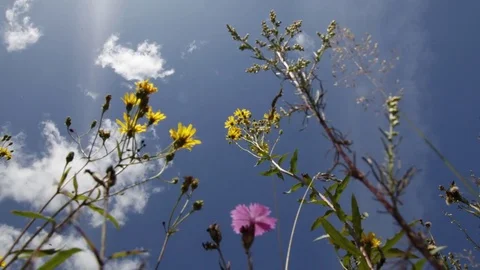Grass flower And Cloud Timelapse 库存影片 83409032