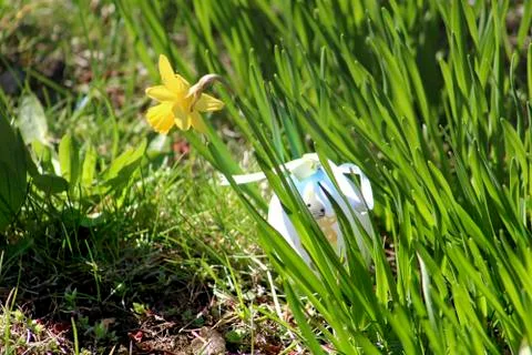 Grass with flower and an easter egg Stock Photos