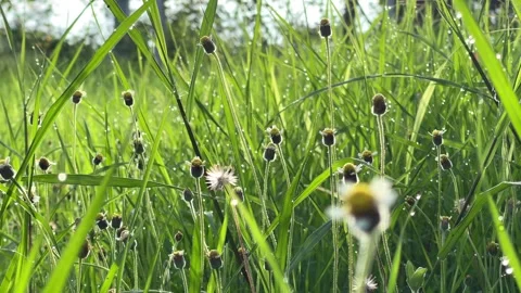 Grass flower and grass Video stock 252635575