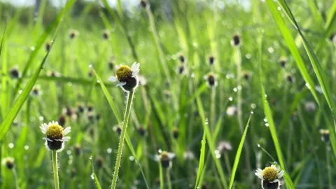 Grass flower and grass Video stock 252635604