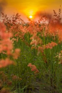 Grass flower and sunset Stock Photos