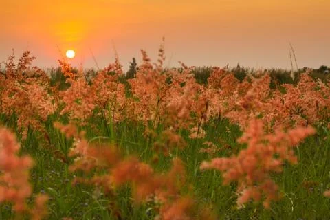 Grass flower and sunset Stock Photos