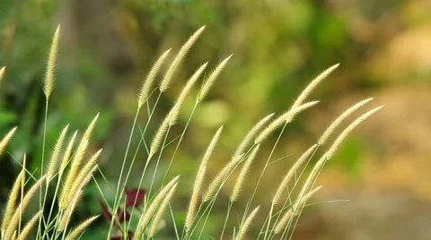 Grass flower and wind Stock Footage 48360638