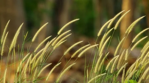 Grass flower and wind Video stock 48360646
