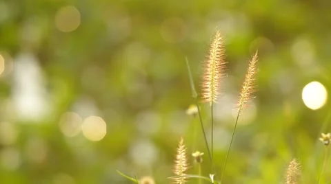 Grass flower and wind Stock Footage 48360663