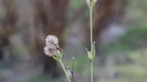 Grass flower in arid, video Stock Footage 45906873
