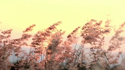 Grass flower with a backdrop of sunset mountains and wind	 Stock Footage 276863193
