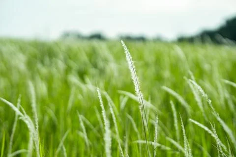 Grass flower background image, empty space, wallpape Stock Photos