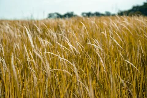 Grass flower background image, empty space, wallpape Stock Photos