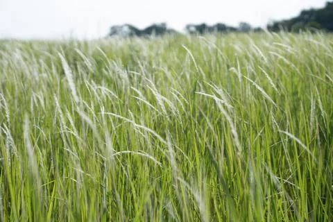 Grass flower background image, empty space, wallpape Stock Photos