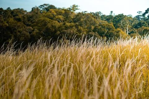 Grass flower background image, empty space, wallpape Stock Photos