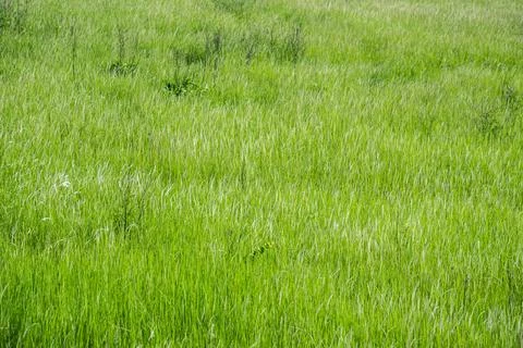 Grass flower background image, empty space, wallpape Stock Photos