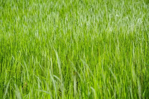 Grass flower background image, empty space, wallpape Stock Photos