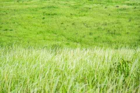Grass flower background image, empty space, wallpape Stock Photos