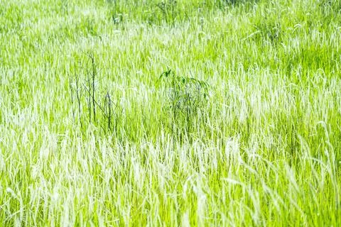 Grass flower background image, empty space, wallpape Stock Photos