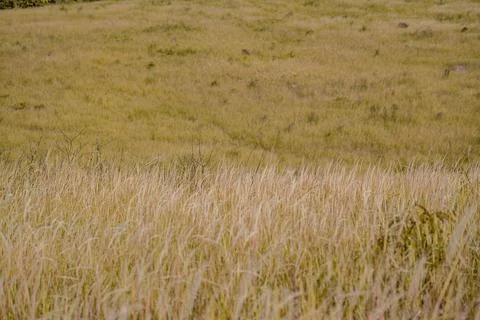 Grass flower background image, empty space, wallpape Stockfoto's