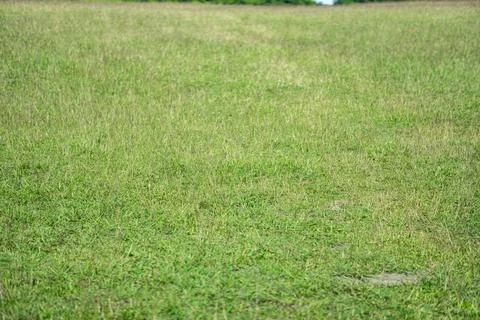 Grass flower background image, empty space, wallpape Stockfoto's