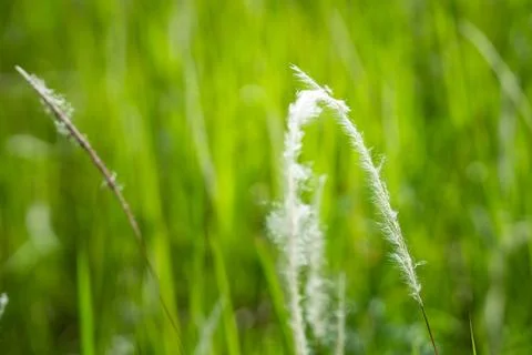 Grass flower background image, empty space, wallpape Stockfoto's