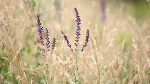 Grass flower background in nature Stock Footage 100550607