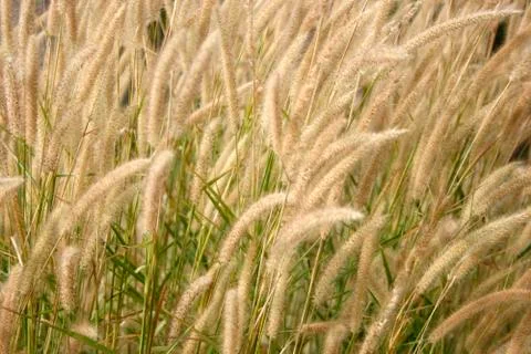 Grass flower for background Stock Photos