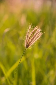 Grass flower background Stock Photos