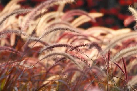 Grass flower background Stock Photos