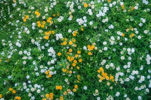 Grass flower background Stock Photos