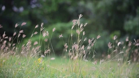 The grass flower blooms in the green grass breeze in the summer garden. Stock Footage 80411831