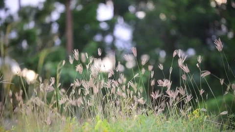 The grass flower blooms in the green grass breeze in the summer garden. Stock Footage 80412062