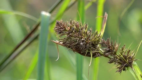 Grass flower blowing in the wind Vidéo 167539802