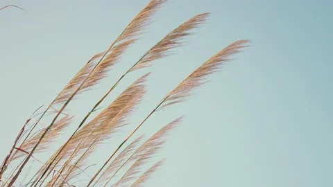 Grass flower blowing in the wind, silver grass flower sway in the wind. Stock Footage 148648359