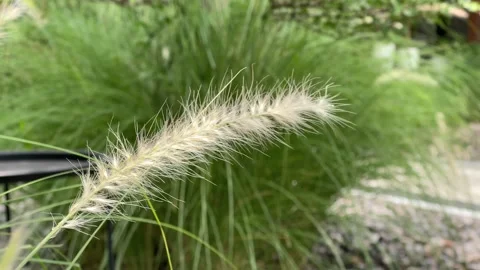Grass Flower Blown By The Wind Stock Footage 163263081
