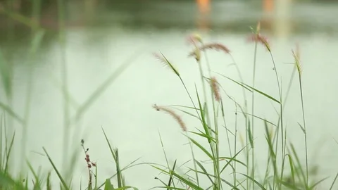 Grass flower blows with the wind beside the lake Stock Footage 117978508