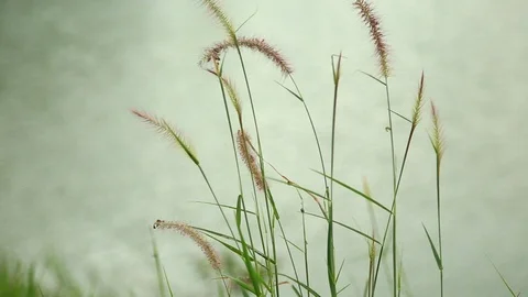 Grass flower blows with the wind beside the lake Stock Footage 117978585